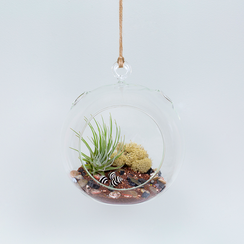 Crystal Ball Hanging Terrarium (Small)