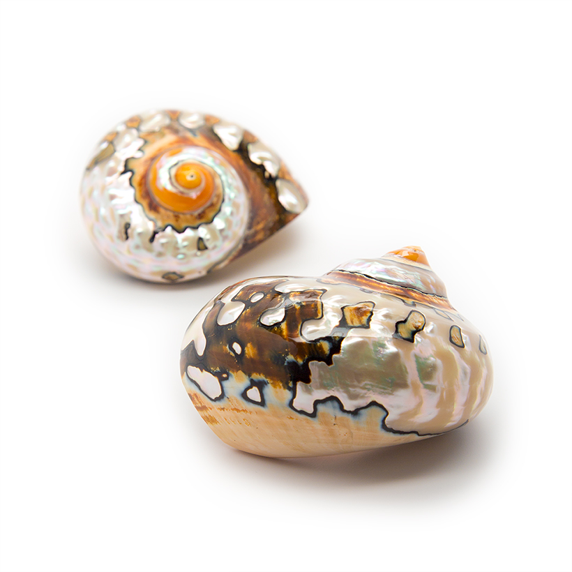 Turbo Semanticus Shells