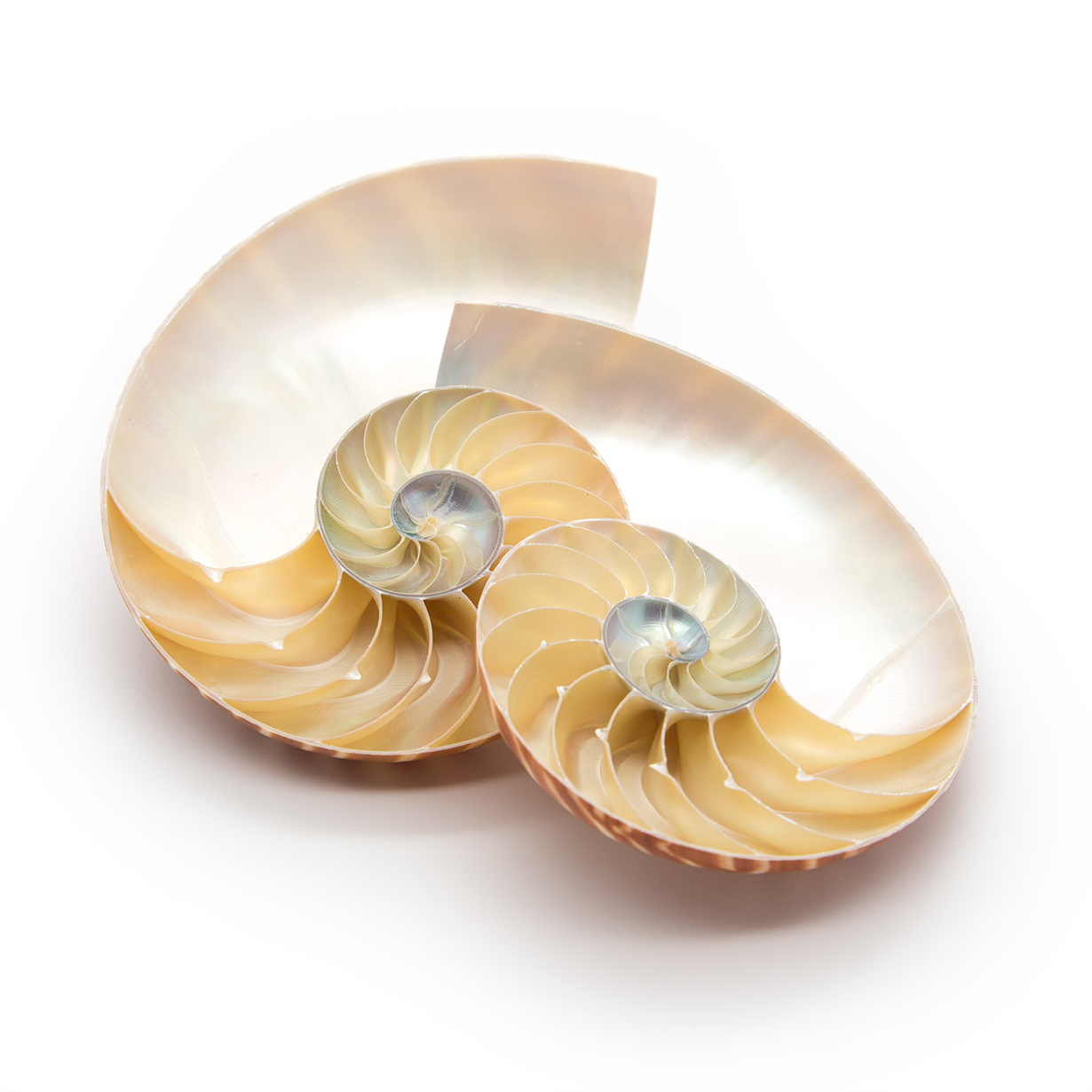 Center Cut Nautilus Shells