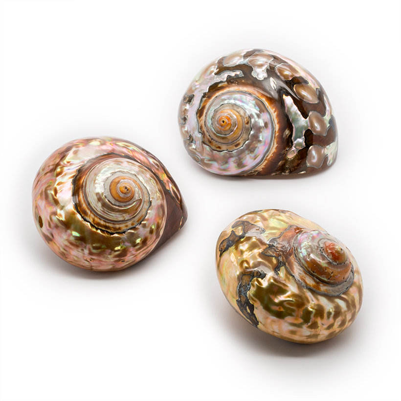 Copper Semanticus Shells