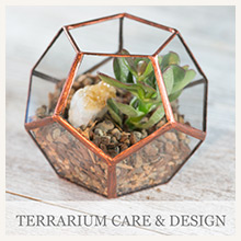Terrarium Care and Design