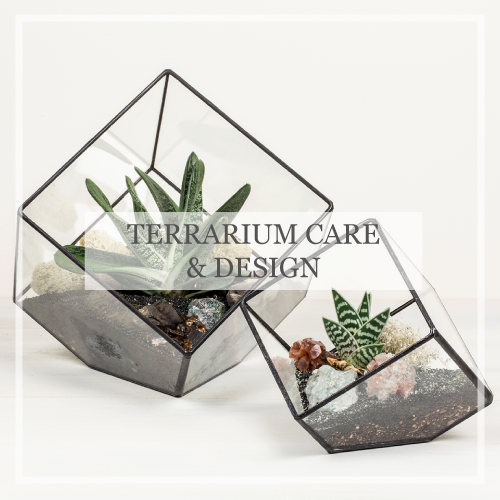 Terrarium Care & Design
