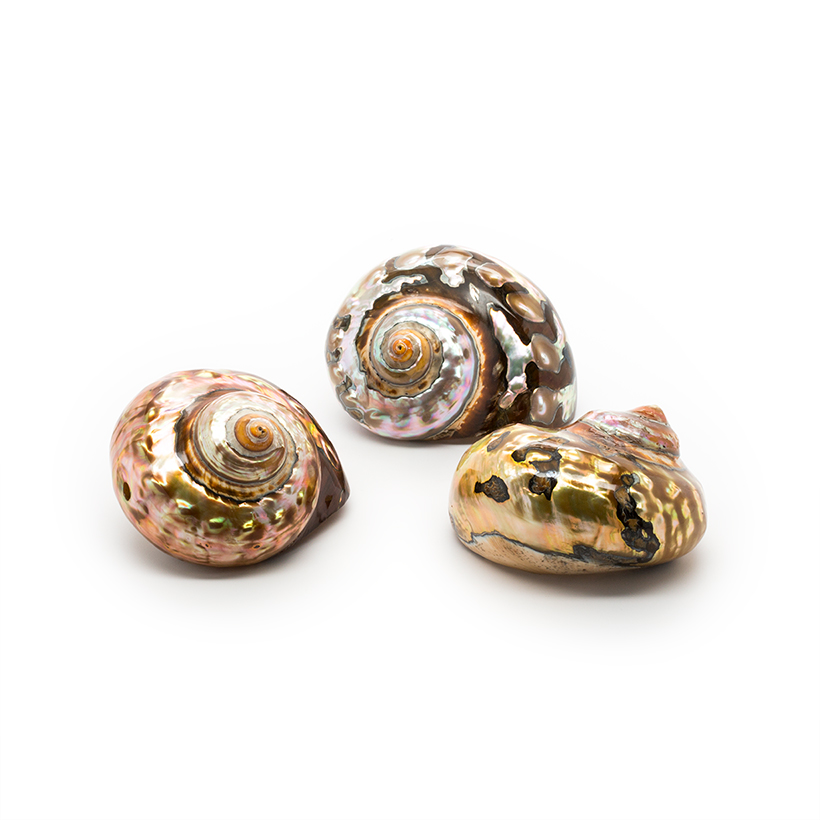 Copper Semanticus Shells