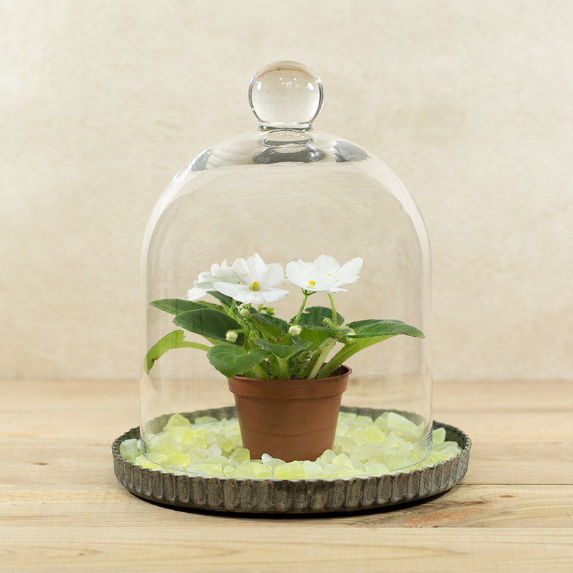 Small Glass Cloche with Fluted Tray